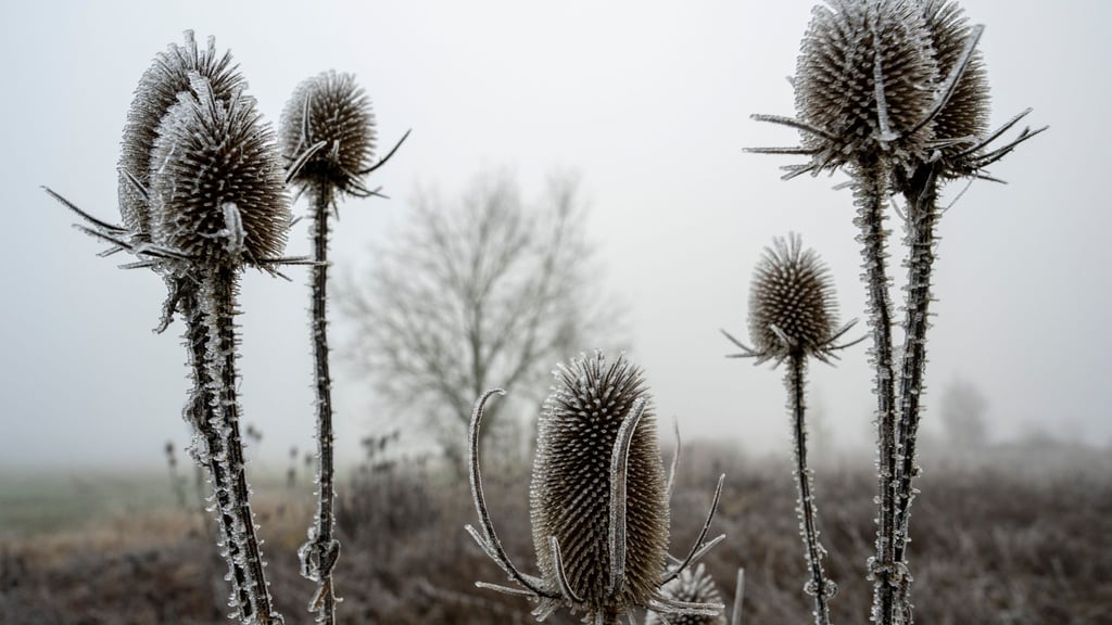 „Zunehmend winterlich kalt“, lautet die Vorhersage des Deutschen Wetterdiensts (DWD) für die nächsten Tage.