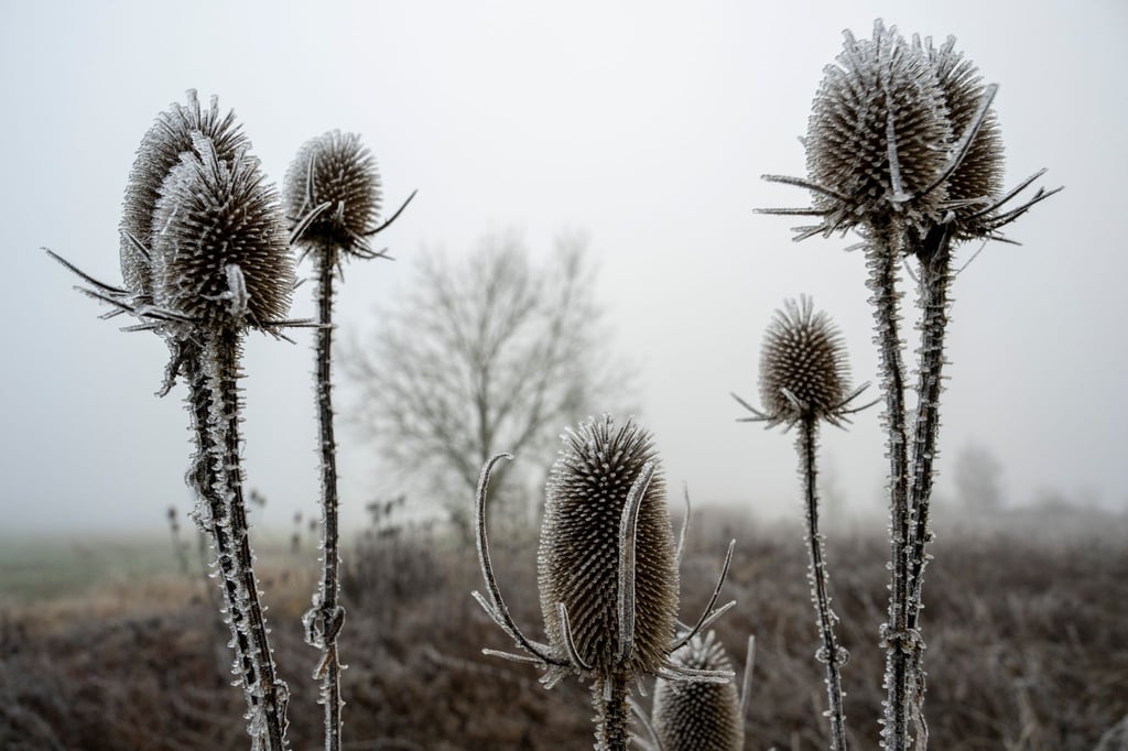„Zunehmend winterlich kalt“, lautet die Vorhersage des Deutschen Wetterdiensts (DWD) für die nächsten Tage.
