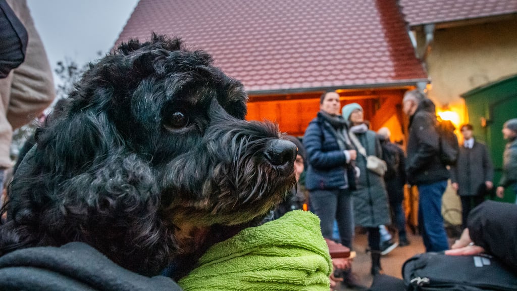 Entspannung statt Hektik: Hund „Olaf“ beobachtet das Treiben.