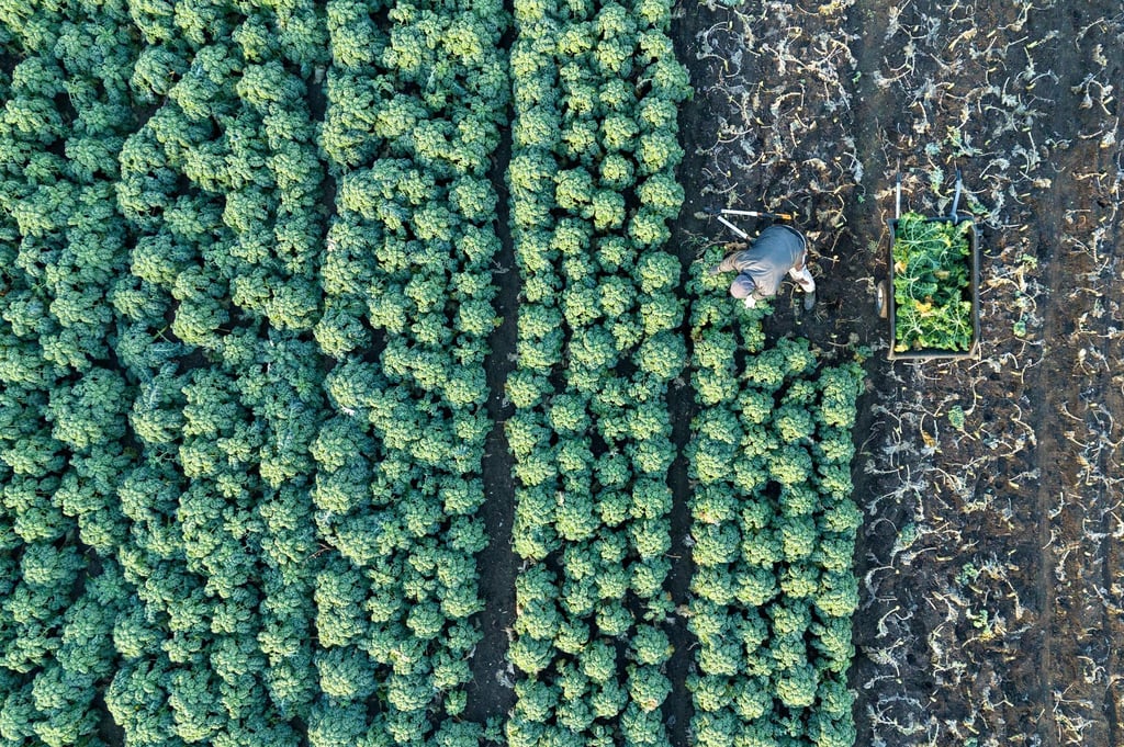 Insgesamt 204,5 Millionen Euro fließen an die landwirtschaftlichen Betriebe in Sachsen. (Symbolbild)