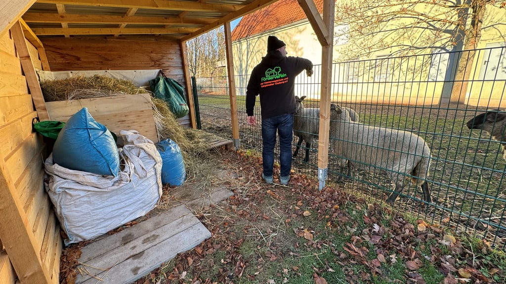 Halberstadts Verein des Jahres 2026 hat unter anderem einen neuen Unterstand am Schafstall der Diesterweg-Schule gebaut.