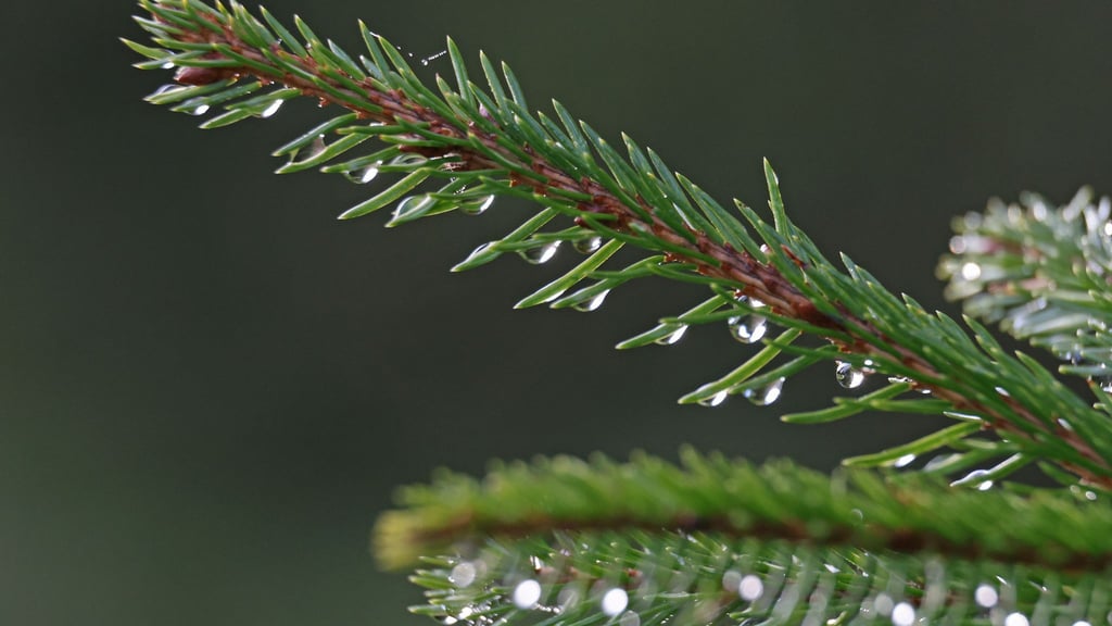 Schlitten oder Regenschirm? So wird das Wetter über Weihnachten in Sachsen, Sachsen-Anhalt und Thüringen. (Archivbild)