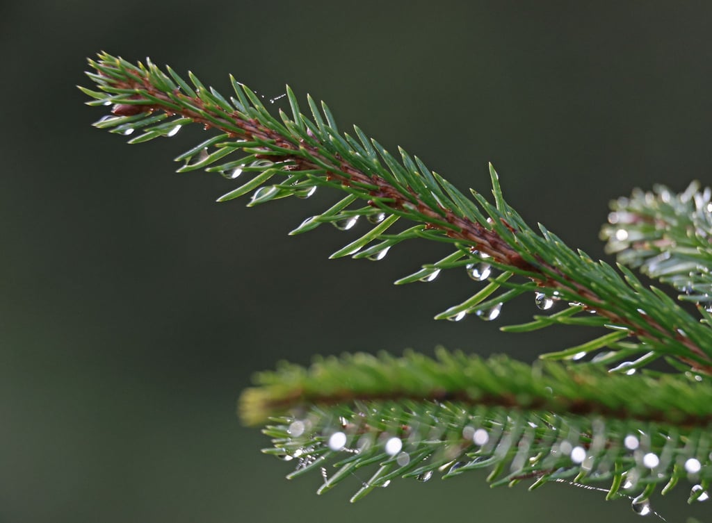 Schlitten oder Regenschirm? So wird das Wetter über Weihnachten in Sachsen, Sachsen-Anhalt und Thüringen. (Archivbild)