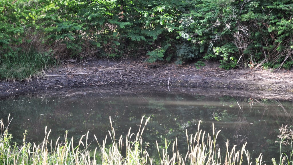 Nur noch zu etwa einem Drittel war der untere Schlossteich in Parchen  in Sommermonaten gefüllt. Die Fische drohten zu verenden.