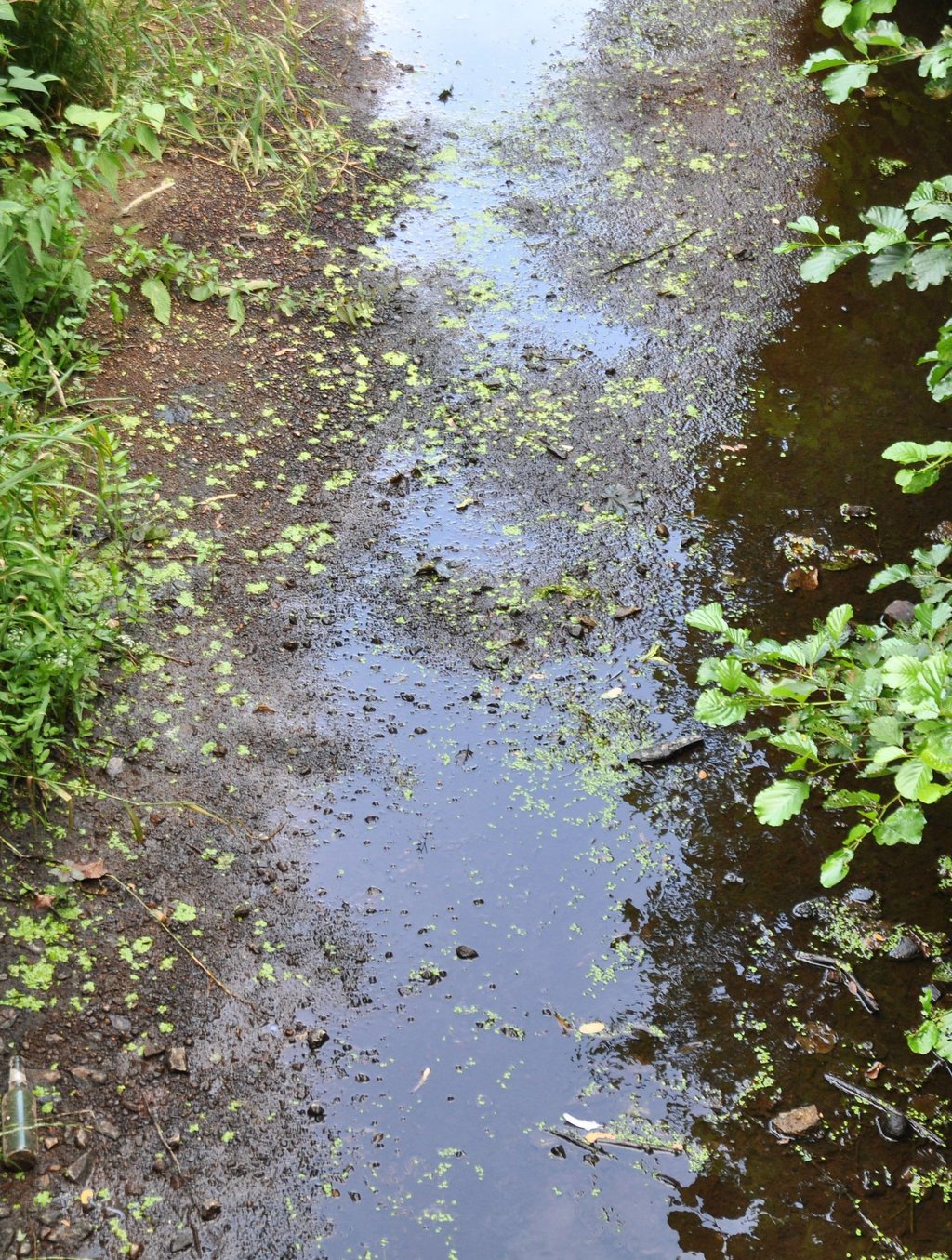 Nur noch Pfützen gab es zwischendurch in der Beeke, dem natürlichen Zufluss für die Parchener Schlossteiche.