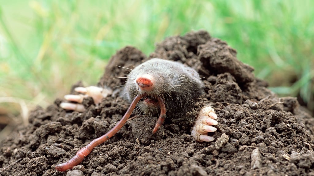 Ein Mann wollte im Jerichower Land Maulwürfe vertreiben und hat dabei einen Brand ausgelöst. 