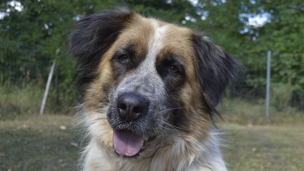 Die Mischlingshündin Amy wurde mit gerade einmal 5 Monaten zu Weihnachten verschenkt. Im folgenden Januar landete sie dann im Tierheim. 