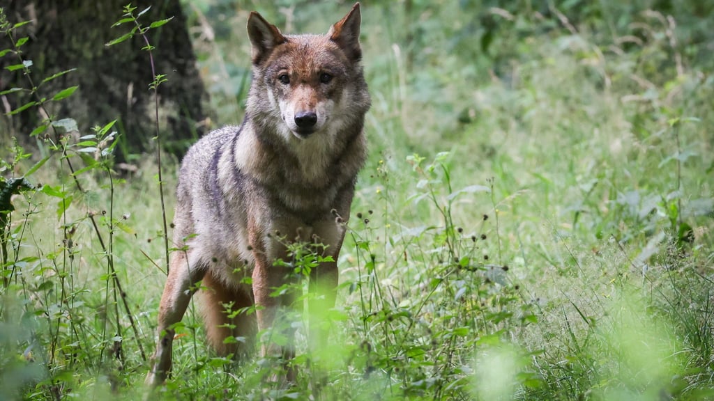 Nach der vorläufigen Statistik wurden in diesem Jahr 35 Wölfe in Brandenburg im Straßenverkehr getötet. Am Wochenende kam ein Unfall mit einem toten Wolf dazu. (Symbolbild)