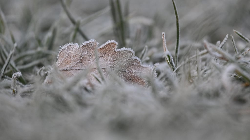 Vielerorts bleibt es schneefrei an Weihnachten - aber es kann Reif geben.