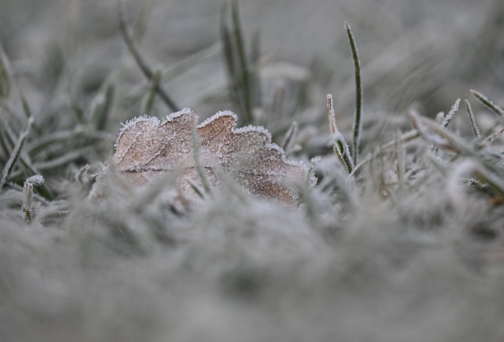 Vielerorts bleibt es schneefrei an Weihnachten - aber es kann Reif geben.