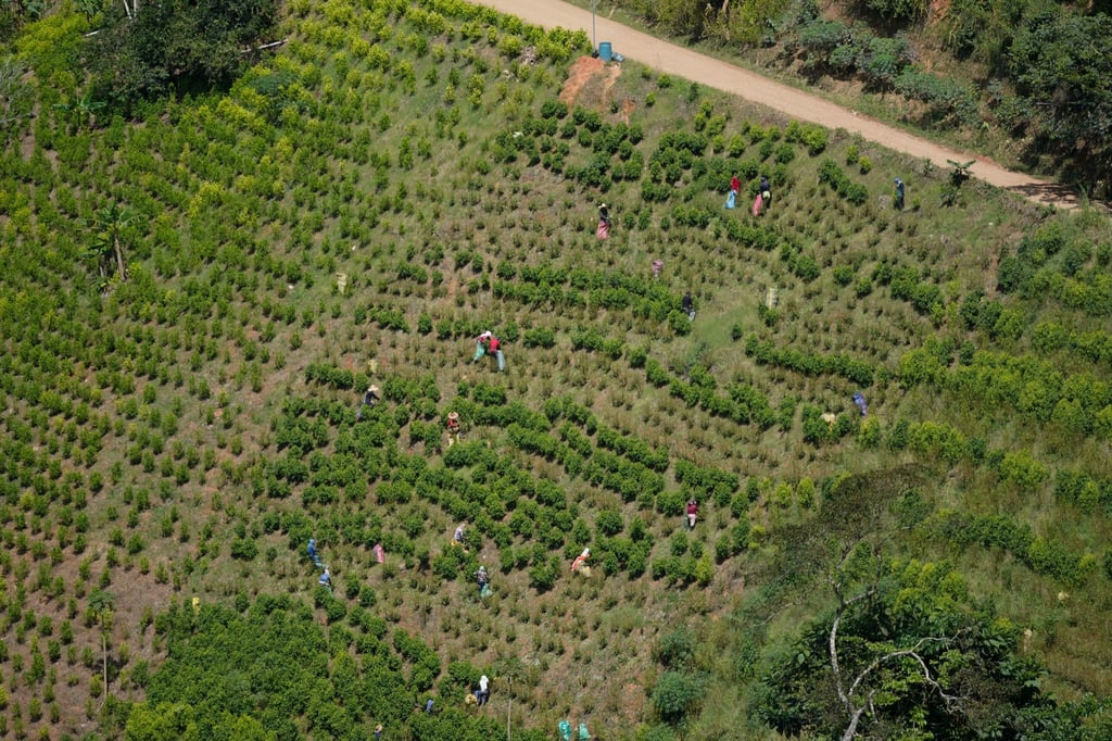 Kolumbien ist der größte Kokainproduzent der Welt. (Archivbild)