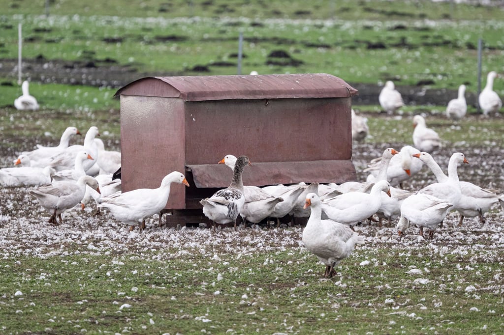 Vor allem Enten, Puten, Gänse und Masthühner mussten gekeult werden. (Archivbild)
