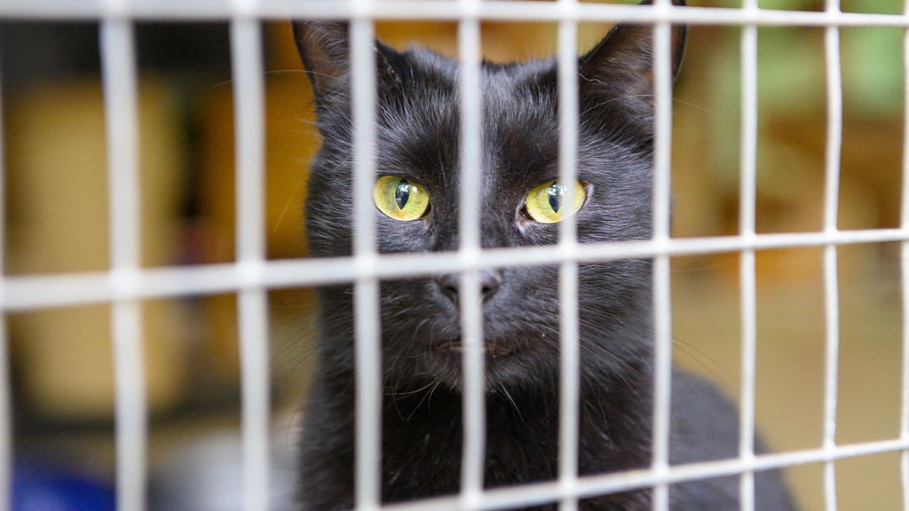 Tiere gehören nicht unter den Weihnachtsbaum, sagen Tierschützerinnen und Tierschützer. (Symbolbild)