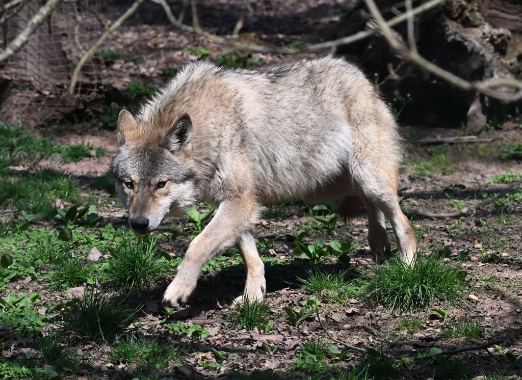 Wie geht es weiter mit dem Wolf in Brandenburg? Für die Landesregierung ist schon mal klar: Er wird ins Jagdrecht aufgenommen. (Symbolbild)