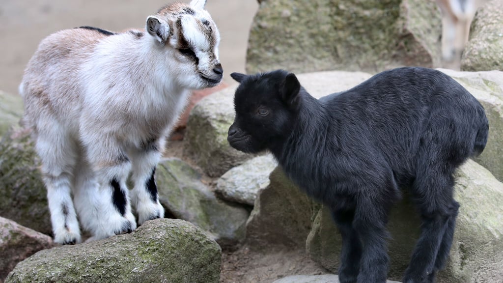 Eine Ziege brachte eine 63-jährige Urlauberin im Vogelpark Marlow zu Fall – mit schweren gesundheitlichen Folgen. Die Krankenkasse forderte über 31.000 Euro Schadenersatz