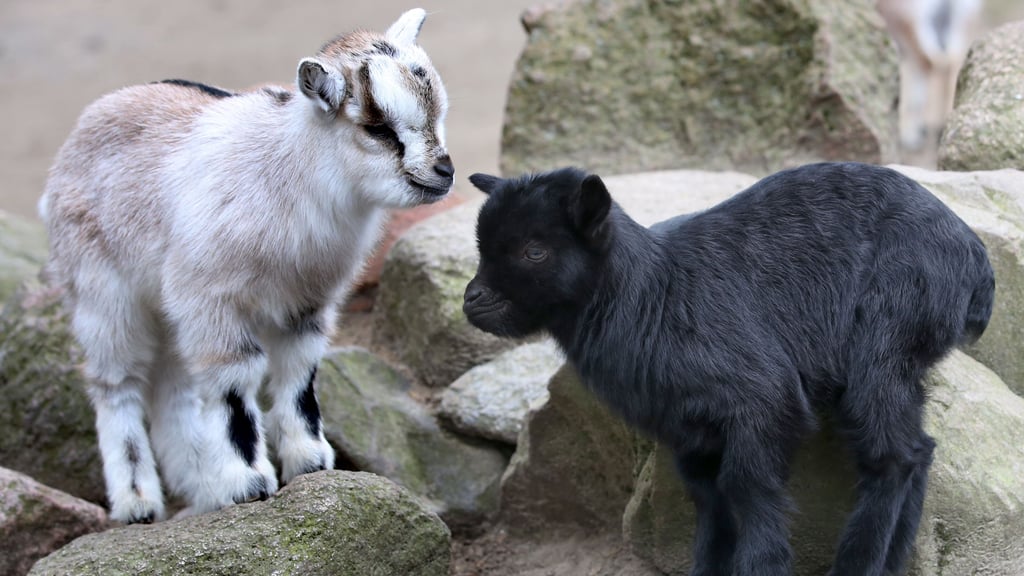 Eine Ziege brachte eine 63-jährige Urlauberin im Vogelpark Marlow zu Fall – mit schweren gesundheitlichen Folgen. Die Krankenkasse forderte über 31.000 Euro Schadenersatz
