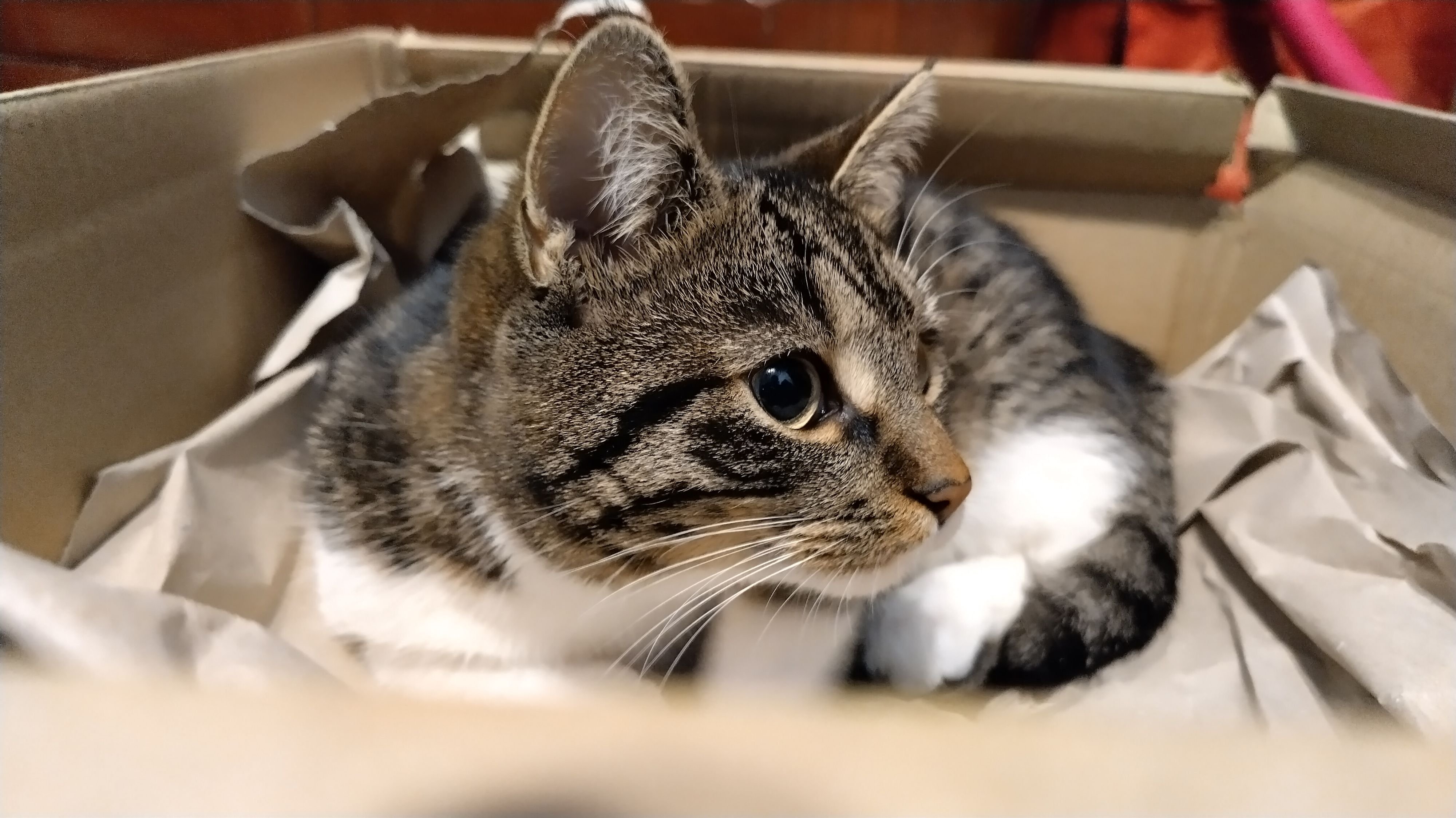 Kleintierpraxis Stadtfeld in Wernigerode: Feuerwerk, Böller, Panik: Tipps von Harzer Tierärztin gegen Silvesterstress für Hund und Katze