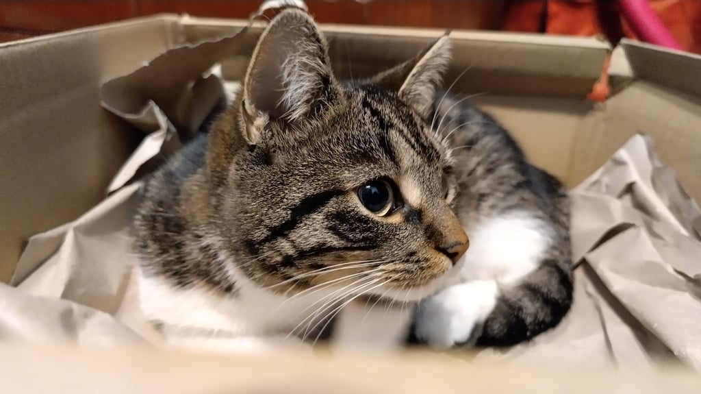 Katzen brauchen in der Silvesternacht Rückzugsorte - etwa in einem Pappkarton.