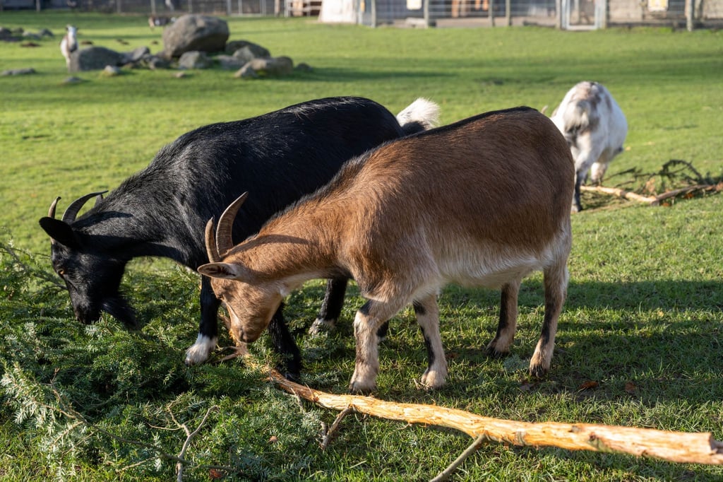 Eine Ziege brachte im Sommer 2023 im Vogelpark Marlow eine Urlauberin aus Sachsen-Anhalt zu Fall. Um Folgekosten etwa für die Behandlung der Frau wird vor Gericht gestritten. (Archivbild)