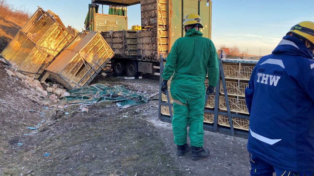Beim Unfall eines Tiertransporters auf der A 36 am 11. Dezember 2025  kam die Mehrzahl der transportierten 5.200 Hühner ums Leben.