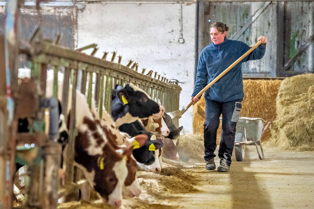 Obwohl die „Krippe“  in der Bibel eher als Babyschale dient, ist sie  zuvorderst erst mal ein  Futtertrog. In der  Milchviehanlage  in Spielberg haben die Kühe jeden Tag Hunger, egal ob Heiligabend oder nicht. Sandra Weißwange versorgt sie.