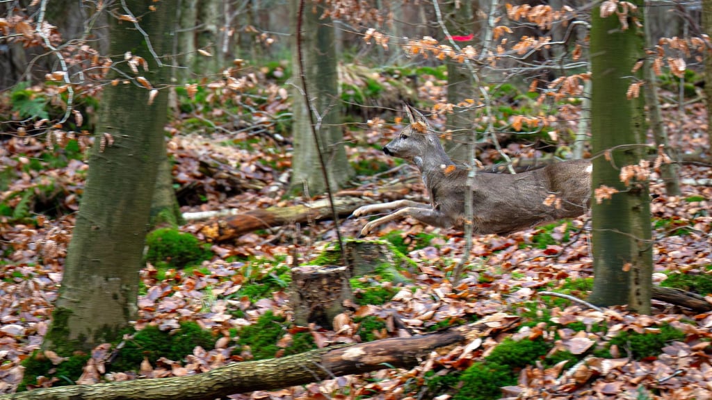 Mit großen Treibjagden werden die Wildbestände in den Wäldern gesenkt. (Archivbild)