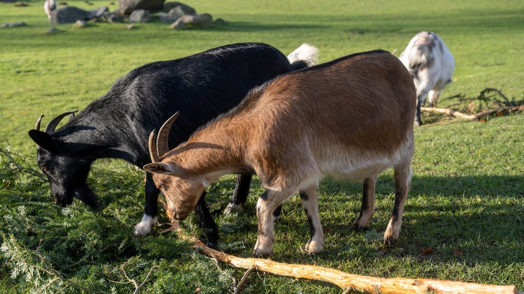 Eine Ziege brachte im Sommer 2023 im Vogelpark Marlow eine Urlauberin aus Sachsen-Anhalt zu Fall. Um Folgekosten etwa für die Behandlung der Frau wurde vor Gericht gestritten. (Archivbild)
