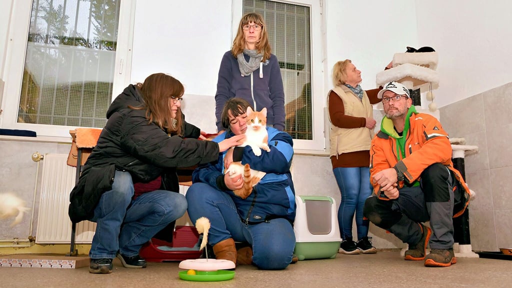 Wie geht es weiter mit dem Tierheim in Köthen? Die Mitarbeiter stehen vor einer unsicheren Zukunft.