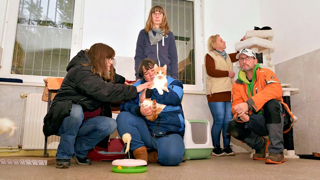 Wie geht es weiter mit dem Tierheim in Köthen? Die Mitarbeiter stehen vor einer unsicheren Zukunft.