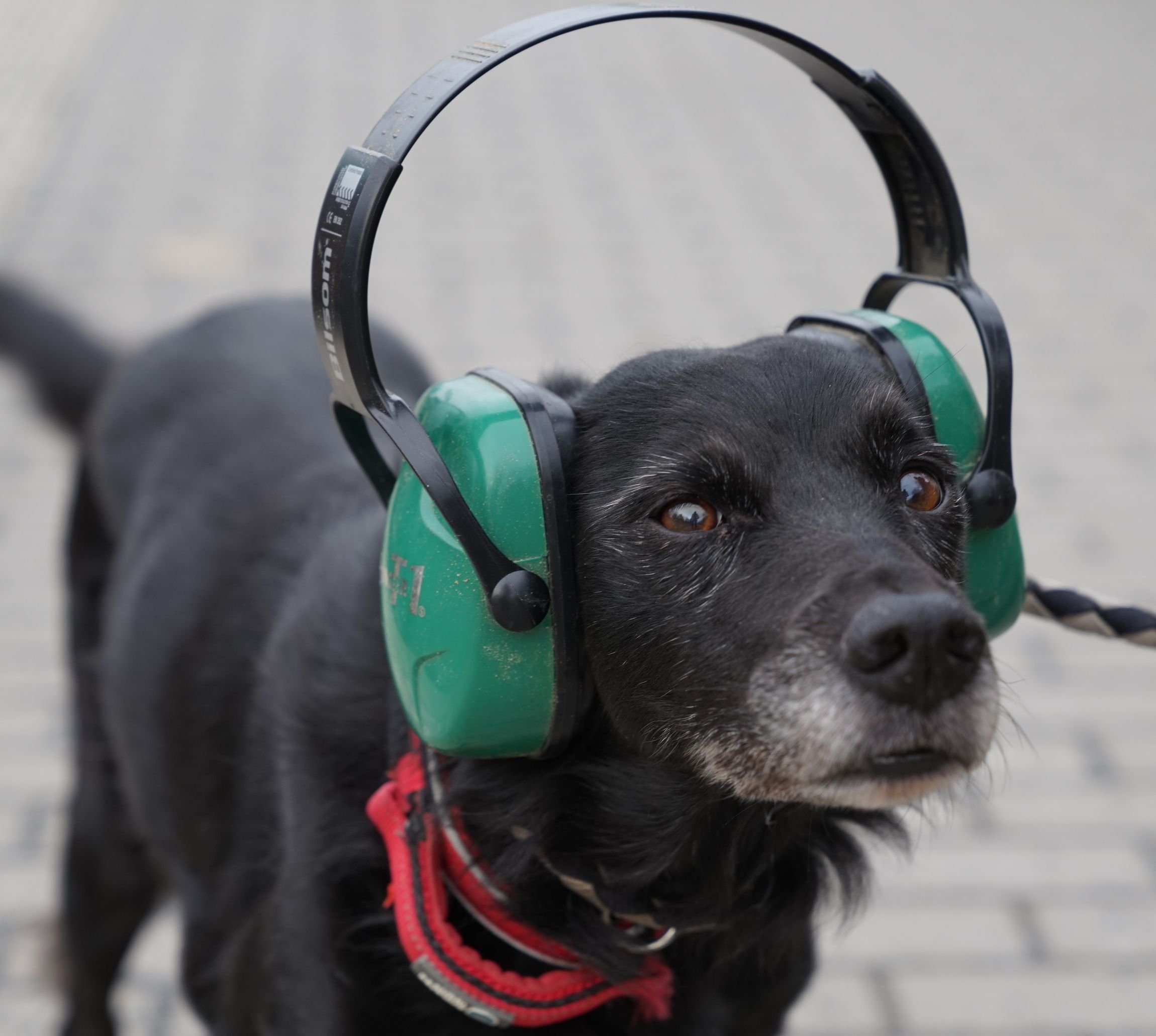 Zwischen Tradition und Tierleid: Was Tiere in Halle und dem Saalekreis in der Silvesternacht durchmachen – und was ihnen helfen kann