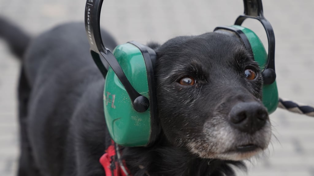 Für viele Tiere ist der Start ins neue Jahr aufgrund der Lautstärke mit Angst und Panik verbunden. 