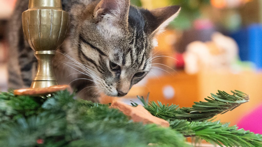 Weihnachtsbaum, Lametta, Schokolade und andere Leckereien sind für Haustiere ungeeignet und können zu schweren gesundheitlichen Schäden führen.