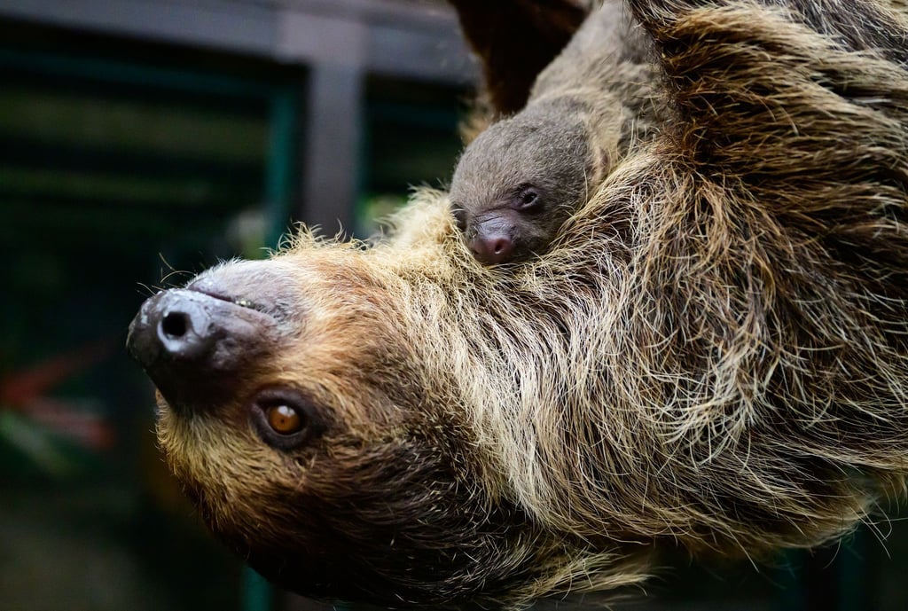 Die Faultiermama hatte schon im vergangenen Jahr ein Junges zur Welt gebracht.
