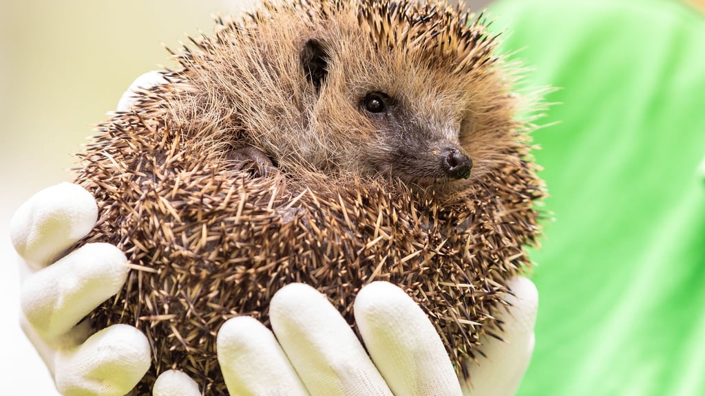 Die Lebensbedingungen für Igel sind schwierig. (Archivbild)