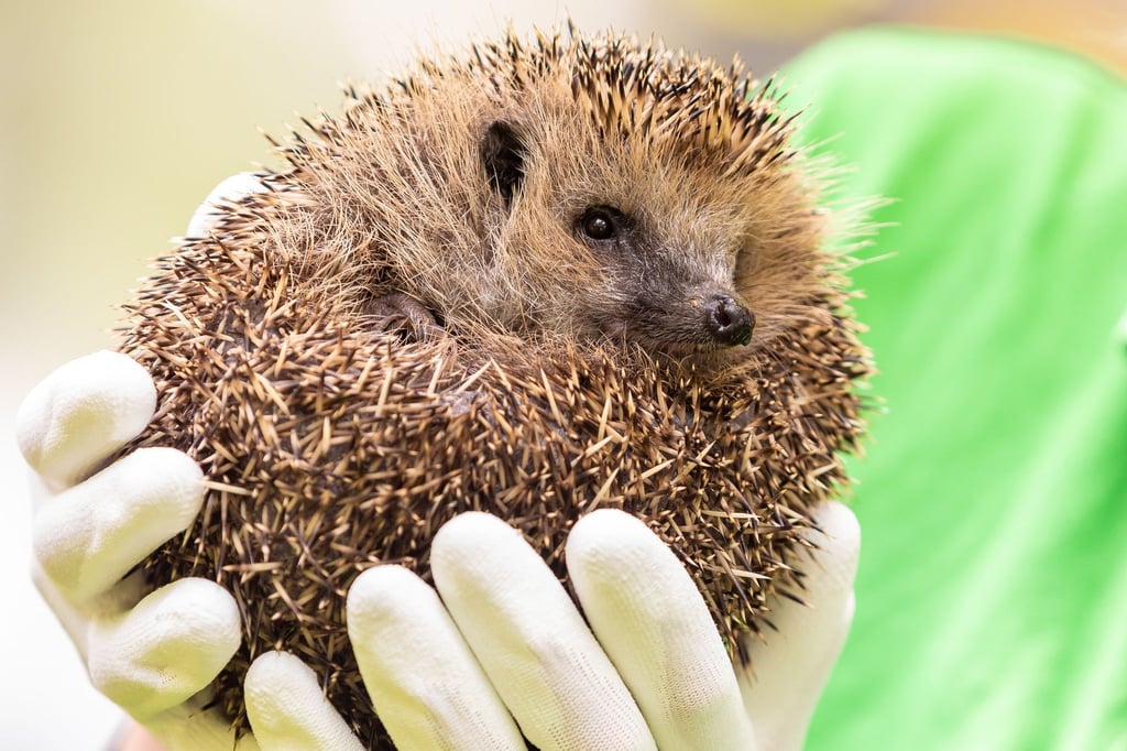 Die Lebensbedingungen für Igel sind schwierig. (Archivbild)