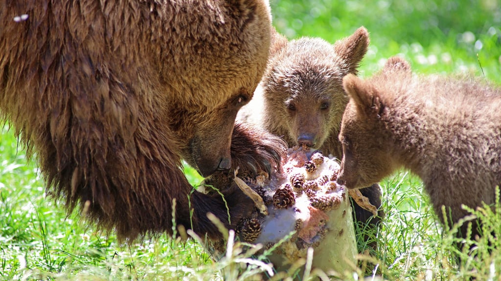 Im Sommer gab es eine Eisbombe für Thales Braunbärin Idun und ihren Nachwuchs. Die Familie ist nun im Winterquartier.
