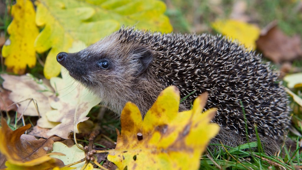 Schon Frühling? Weil es so warm war, wurden manche Winterschläfer vorzeitig wach. (Symbolbild)