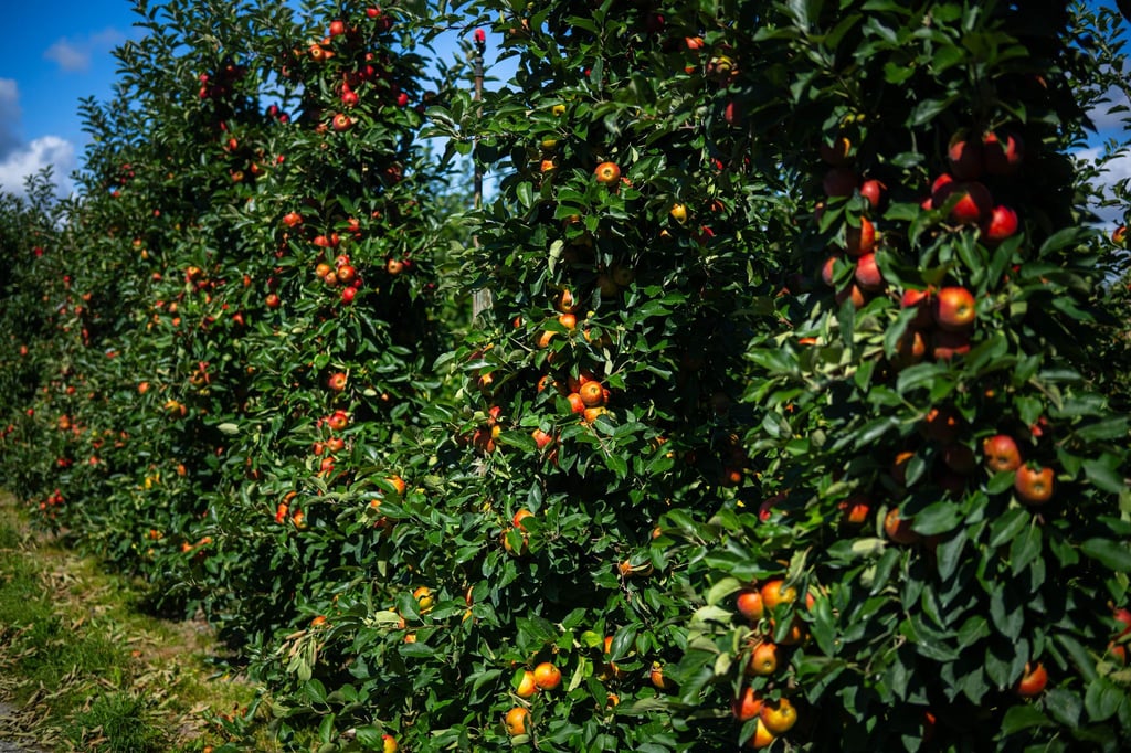 Die Apfelernte 2025 im Alten Land fällt reichhaltig aus.