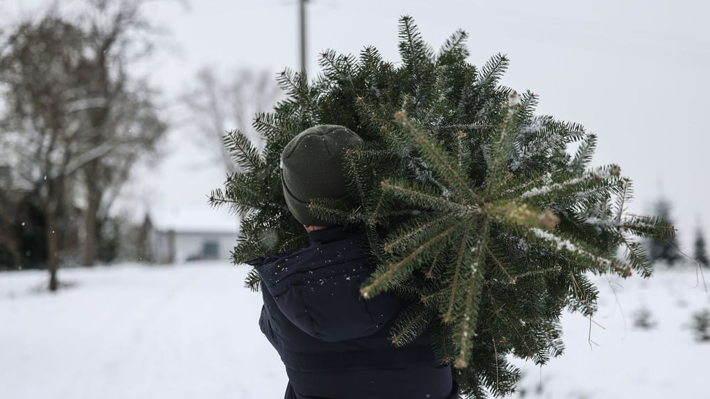 Polizisten beobachteten, wie die Männer den Weihnachtsbaum wegtragen wollten. (Symbolbild)