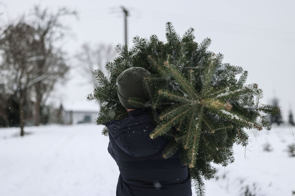 Polizisten beobachteten, wie die Männer den Weihnachtsbaum wegtragen wollten. (Symbolbild)