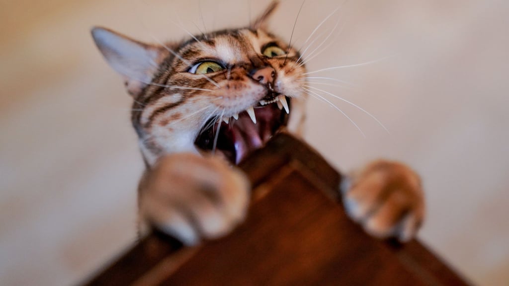 Die Wunde nach einem Katzenbiss sieht harmlos aus? Davon sollte man sich nicht täuschen lassen.