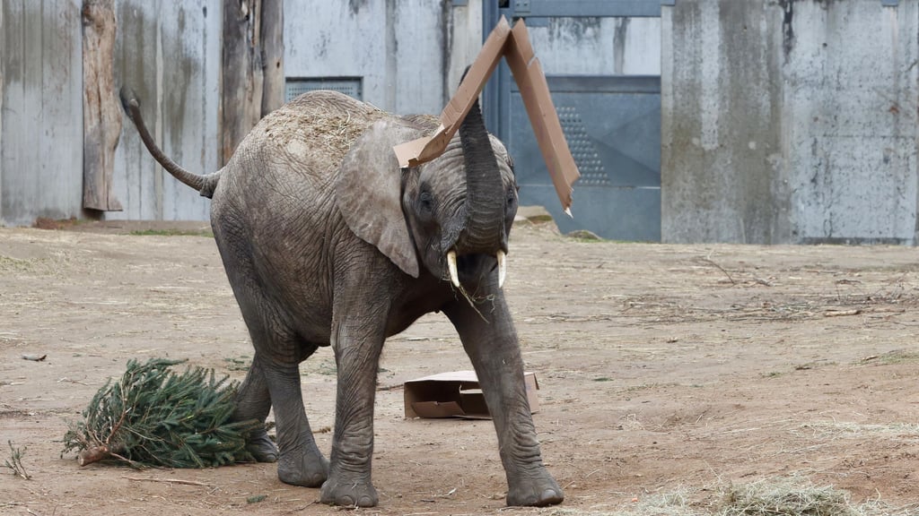 Tierische Bescherung im Bergzoo: Ein Pappkarton eignet sich prima zum Jonglieren auf dem Elefantenrüssel.