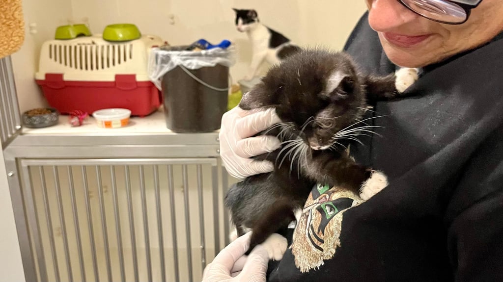 In der Fundtierunterkunft in Halberstadt haben bis zu 60 Vierbeiner Platz. Aktuell sind es um die 40 – unter ihnen sind auch kleine Welpen.