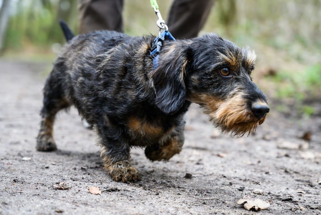 Die Polizei rät, Hunde an die Leine zu nehmen. (Symbolbild)