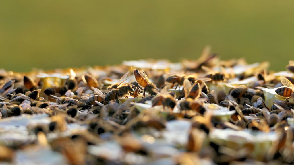 Die Bienen haben jetzt im Winter ihre Aktivität zurückgefahren. 