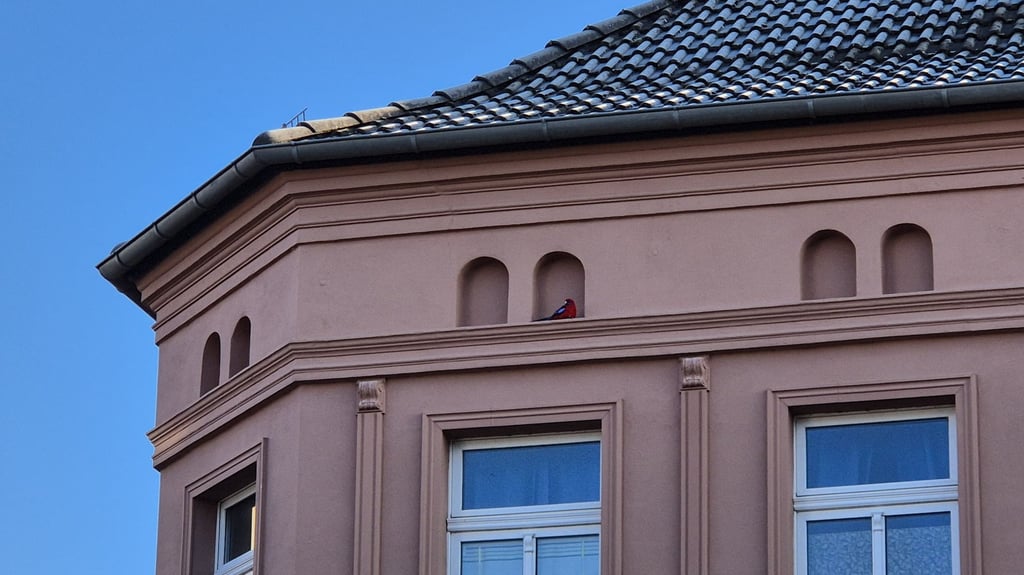 In Kalbe wurde ein exotischer Papagei gesichtet, der der klirrenden Kälte trotzt.&nbsp;Der Vogel war erst auf den zweiten oder dritten Blick zu erkennen.