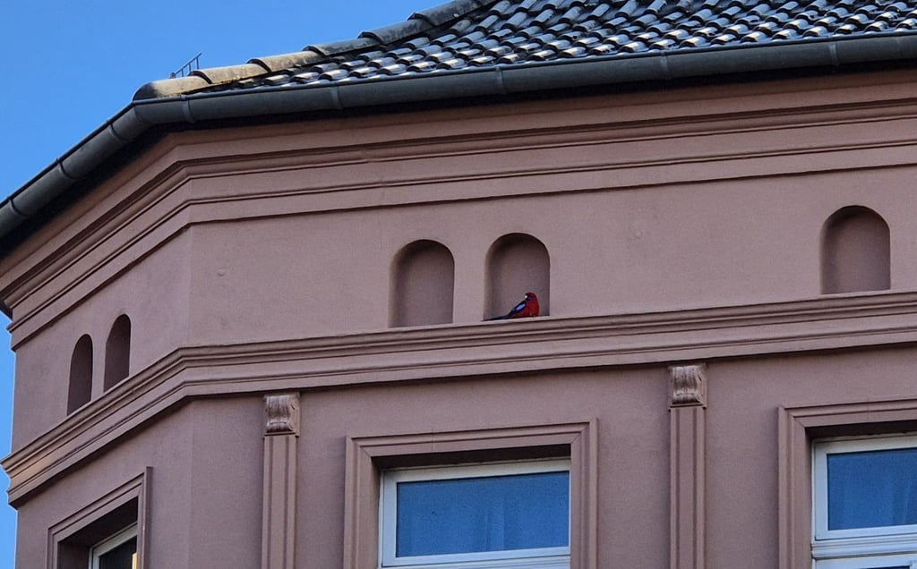 Der Vogel war erst auf den zweiten oder dritten Blick zu erkennen.