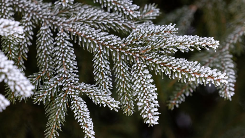Wintersport im Thüringer Wald ist zu Weihnachten nicht möglich. (Archivbild)