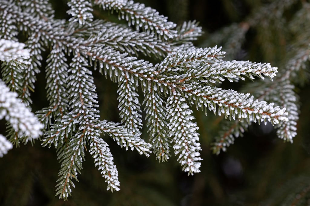 Wintersport im Thüringer Wald ist zu Weihnachten nicht möglich. (Archivbild)