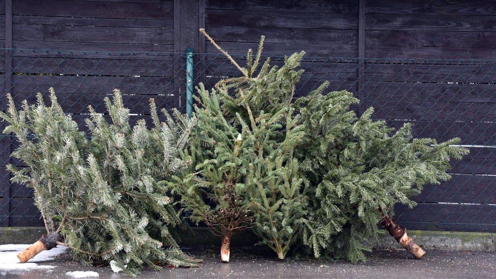 Die alten Weihnachtsbäume: In Magdeburg gelten für die Entsorgung spezielle Regeln. 